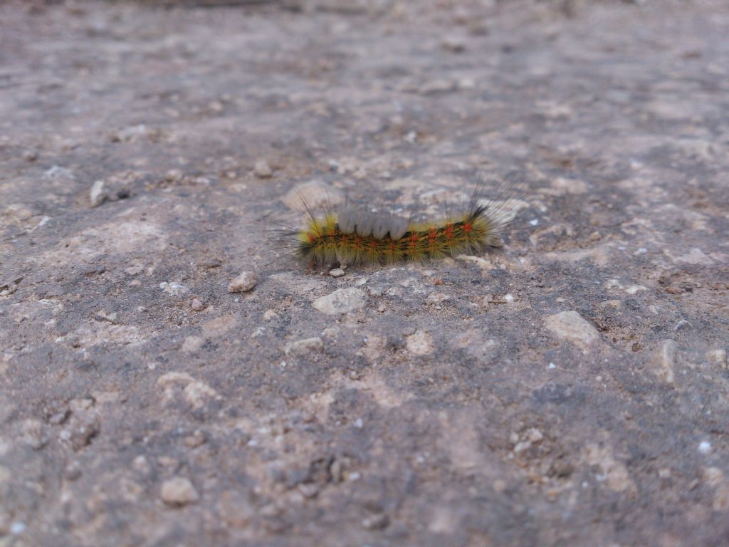 Bruco di lepidottero - Orgyia antiqua